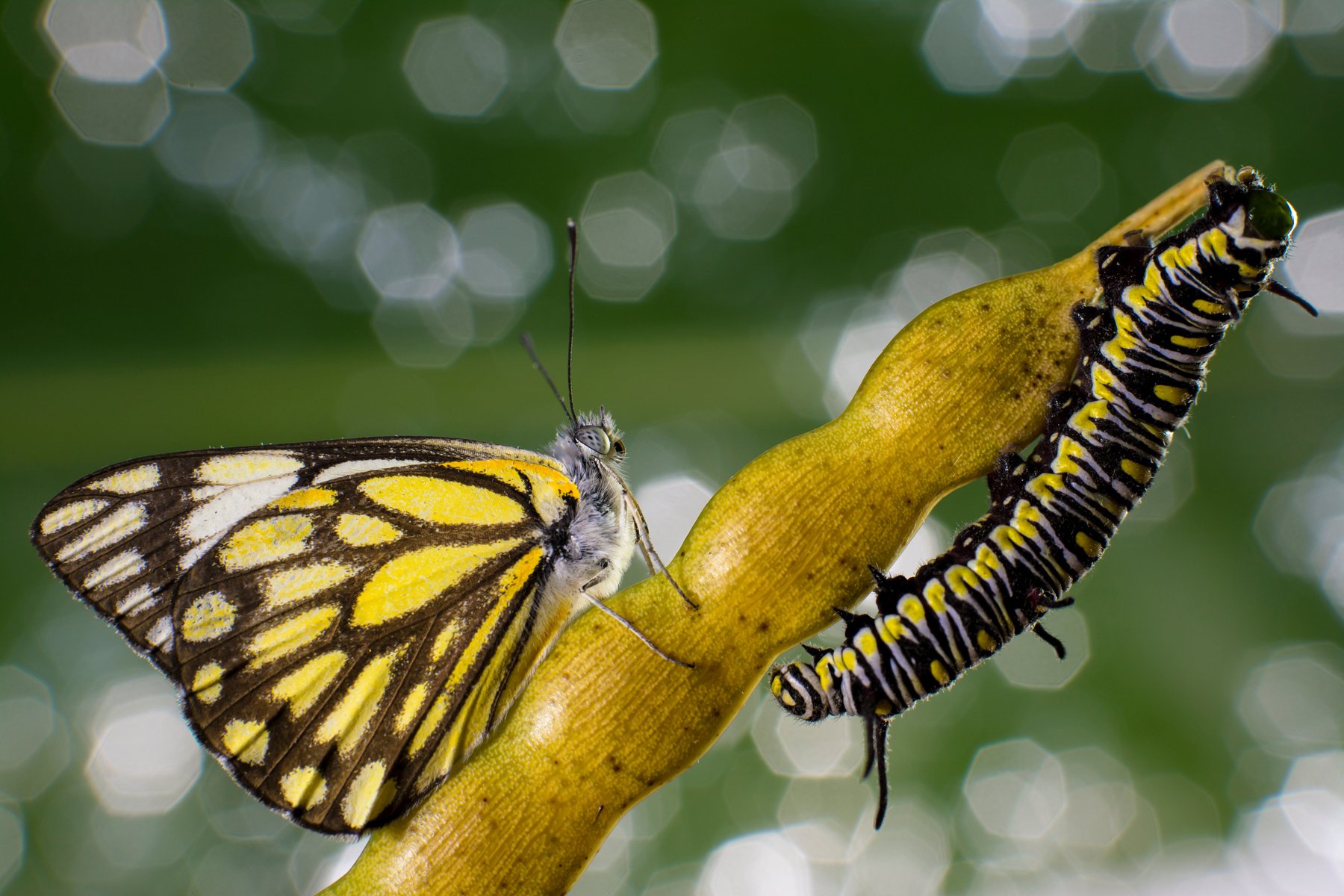 Butterfly and caterpillar